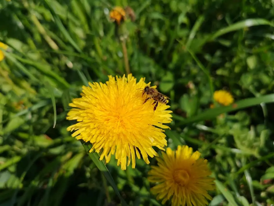 Utrinki iz čebelnjaka 21